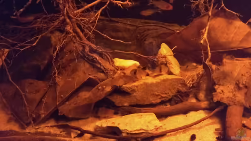 Besatz im Aquarium Rio Negro - aufgelöst - nur noch als Beispiel von pacho (22)