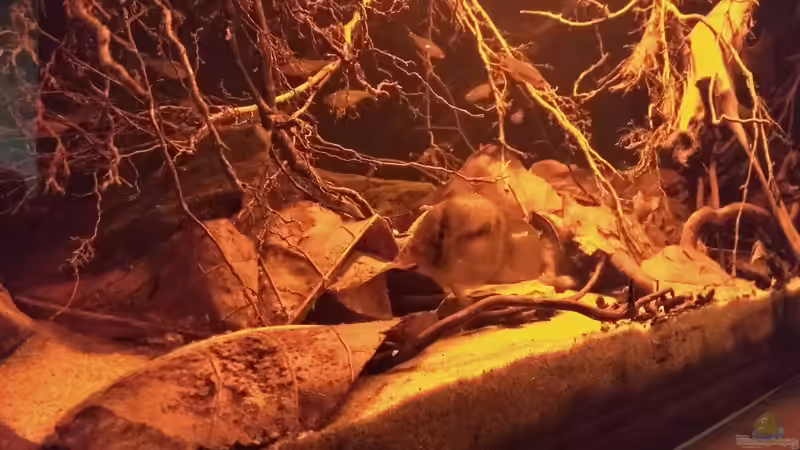 Besatz im Aquarium Rio Negro - aufgelöst - nur noch als Beispiel von pacho (23)