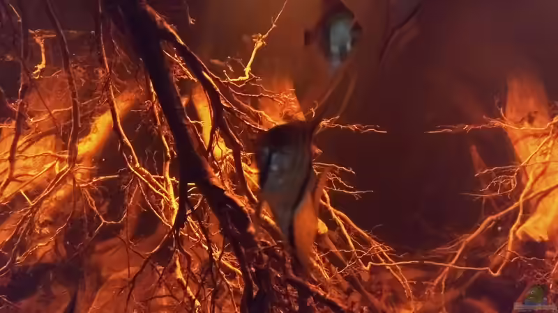 Besatz im Aquarium Rio Negro - aufgelöst - nur noch als Beispiel von pacho (24)