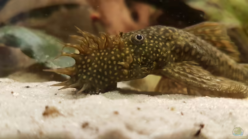 Besatz im Aquarium Rio Negro em Suíça von southheart (21)