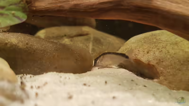 Besatz im Aquarium Rio Negro em Suíça von southheart (22)