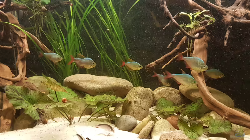 Besatz im Aquarium Rio Negro em Suíça von southheart (23)