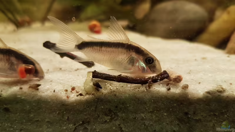 Besatz im Aquarium Rio Negro em Suíça von southheart (24)
