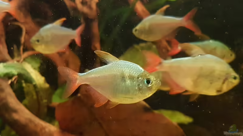 Besatz im Aquarium Rio Negro em Suíça von southheart (25)