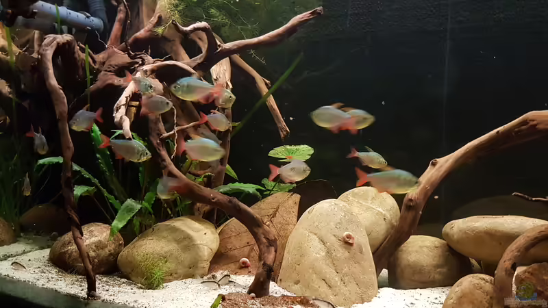 Besatz im Aquarium Rio Negro em Suíça von southheart (27)