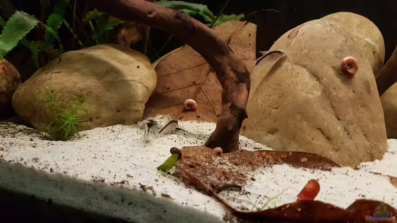 Besatz im Aquarium Rio Negro em Suíça von southheart (29)