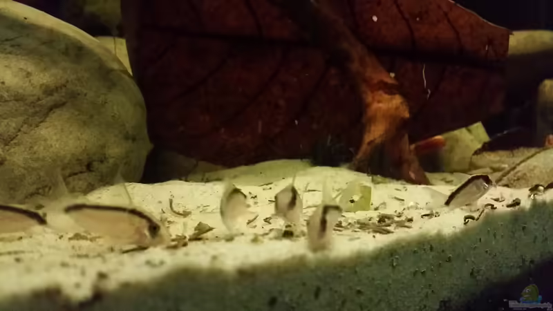 Besatz im Aquarium Rio Negro em Suíça von southheart (30)