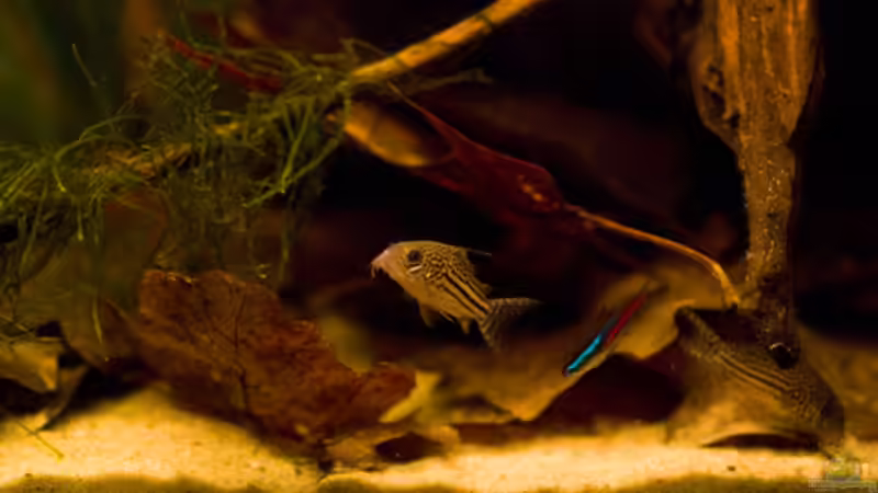 Besatz im Aquarium Rio Negro Motto Becken Nur noch als Bsp. von Benjamin Hamann (19)