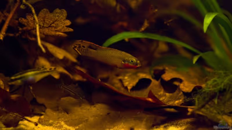 Besatz im Aquarium Rio Negro Motto Becken Nur noch als Bsp. von Benjamin Hamann (22)