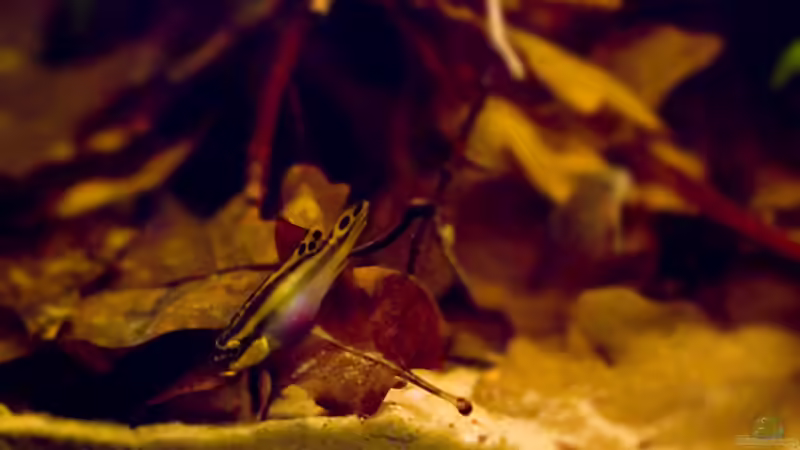 Besatz im Aquarium Rio Negro Motto Becken Nur noch als Bsp. von Benjamin Hamann (24)