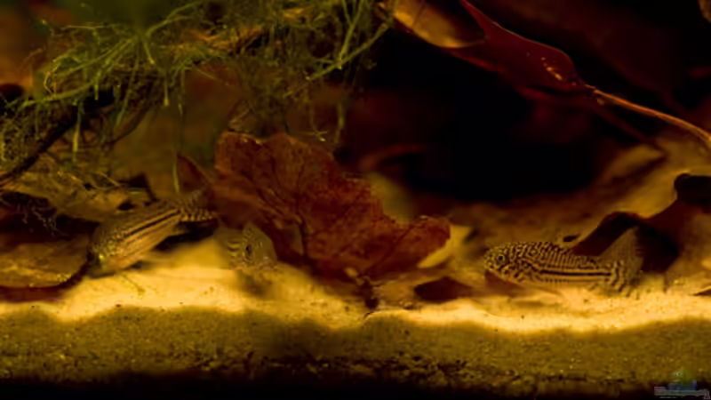 Besatz im Aquarium Rio Negro Motto Becken Nur noch als Bsp. von Benjamin Hamann (25)