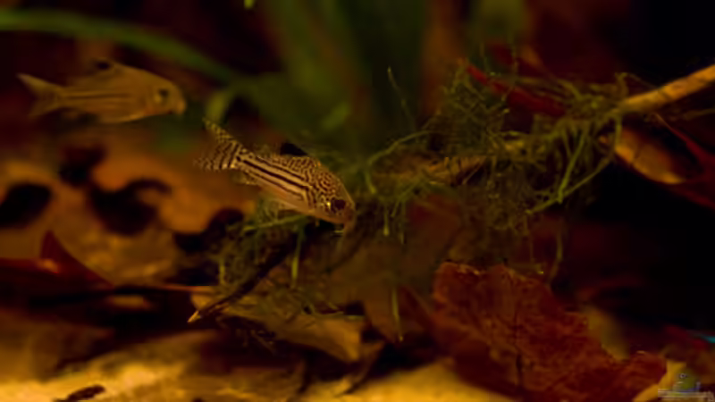 Besatz im Aquarium Rio Negro Motto Becken Nur noch als Bsp. von Benjamin Hamann (26)