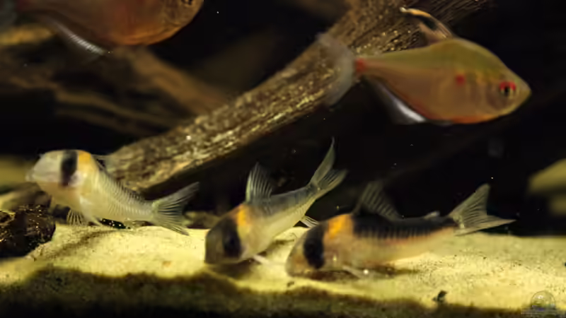 Besatz im Aquarium Rio Negro von Tilo Schmiedl (26)