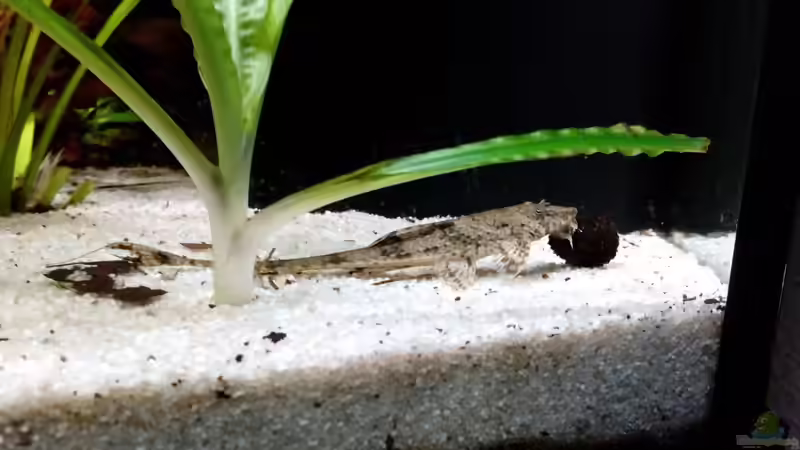 Besatz im Aquarium Rio Novo von Oliver Wolf (16)