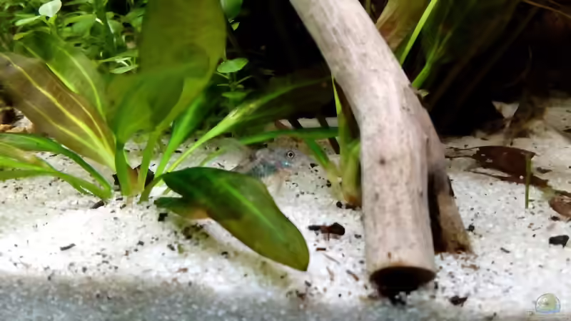 Besatz im Aquarium Rio Novo von Oliver Wolf (17)