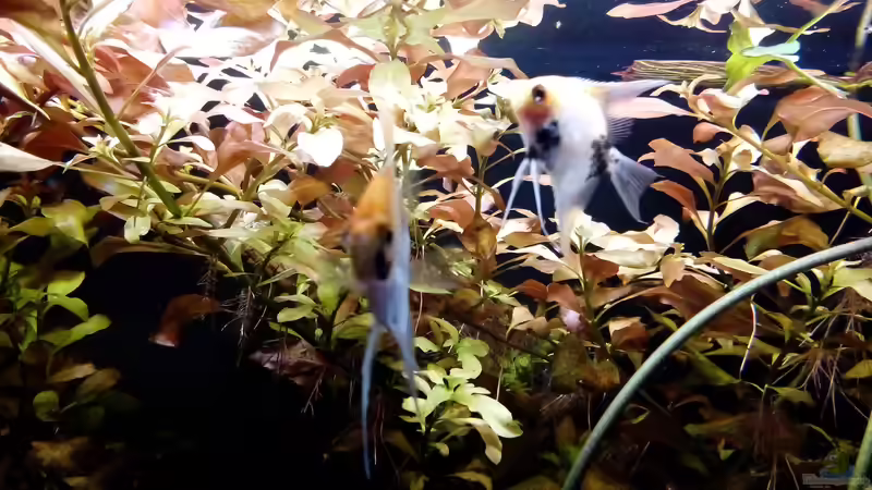 Besatz im Aquarium Rio Novo von Oliver Wolf (20)