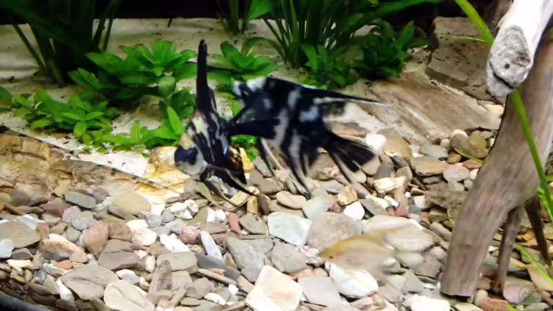 Besatz im Aquarium Rio Novo von Oliver Wolf (22)