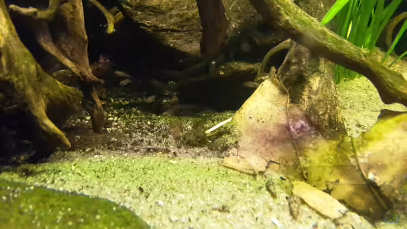 Besatz im Aquarium Rio Orinoco (wurde aufgelöst) von mikeschchaos (15)