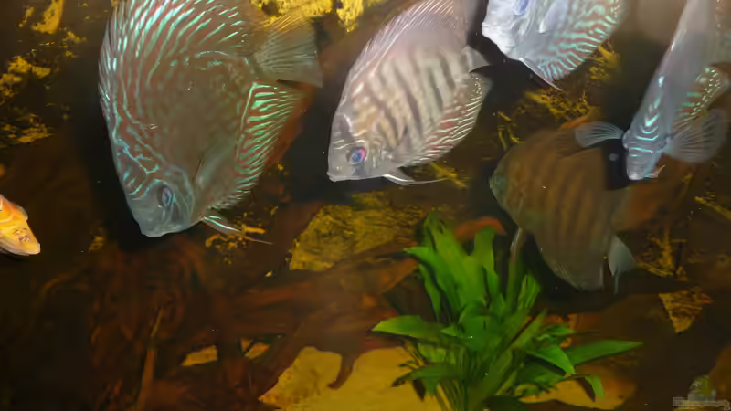 Besatz im Aquarium Rio Pampo (aufgelöst) von carkl (28)