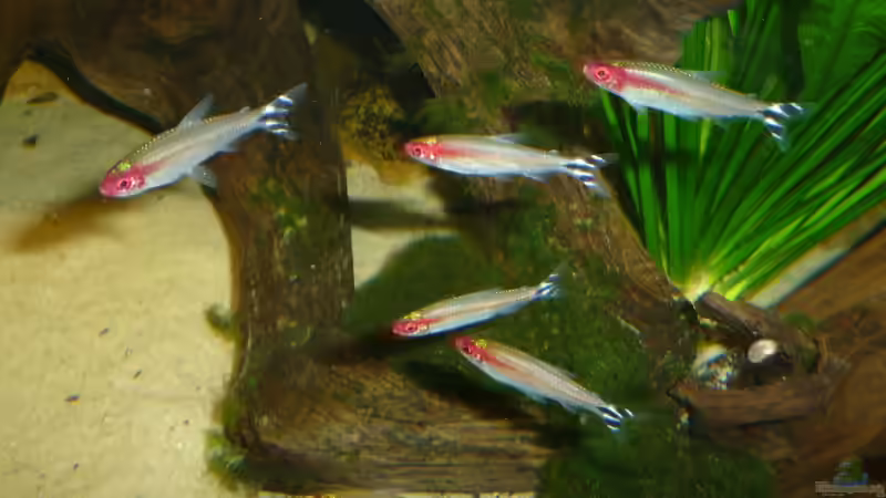 Besatz im Aquarium Rio Pampo (aufgelöst) von carkl (36)