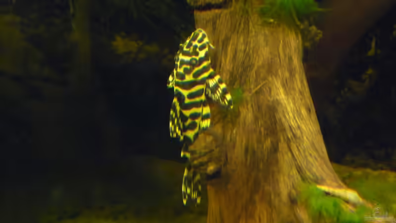 Besatz im Aquarium Rio Pampo (aufgelöst) von carkl (38)