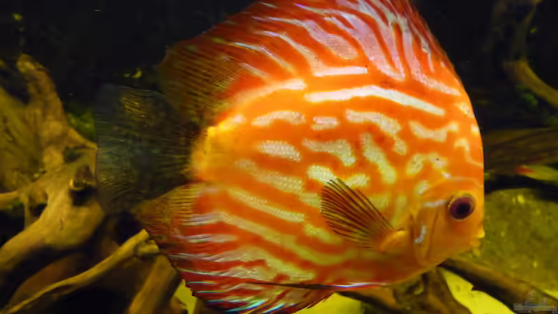 Besatz im Aquarium Rio Pampo (aufgelöst) von carkl (42)