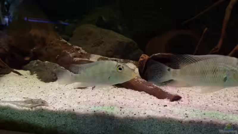 Besatz im Aquarium Rio Paraguay von Feeng (5)