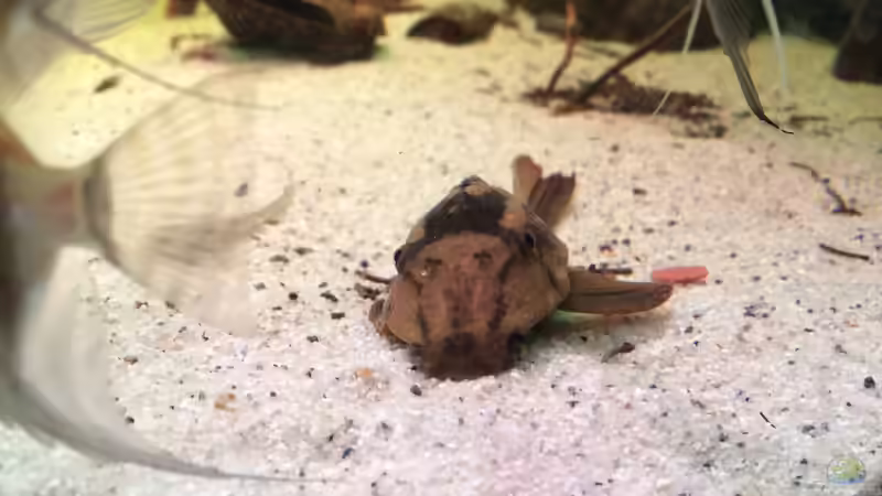 Besatz im Aquarium Rio Paraguay von Feeng (6)