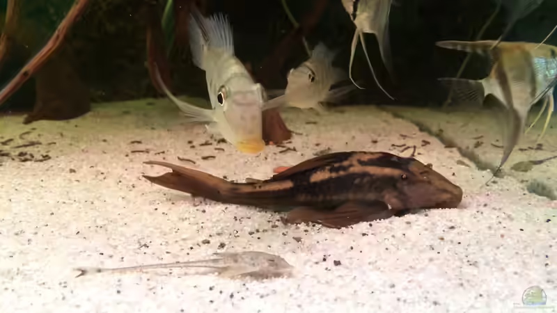 Besatz im Aquarium Rio Paraguay von Feeng (7)