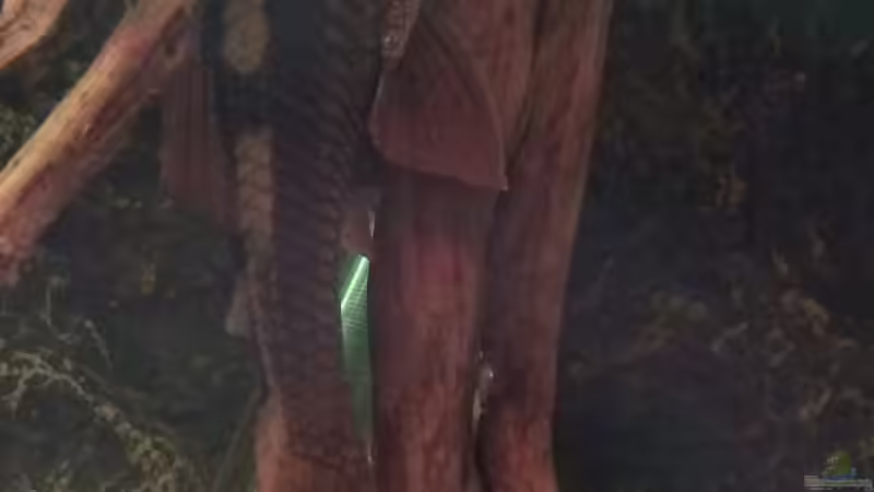 Besatz im Aquarium Rio Paraguay von Feeng (8)