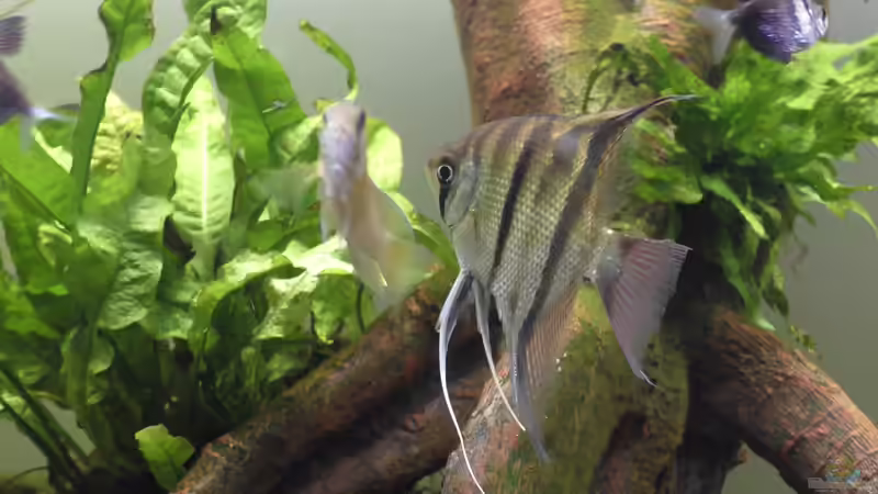 Besatz im Aquarium Rio Solimoes von eMpTy (2)