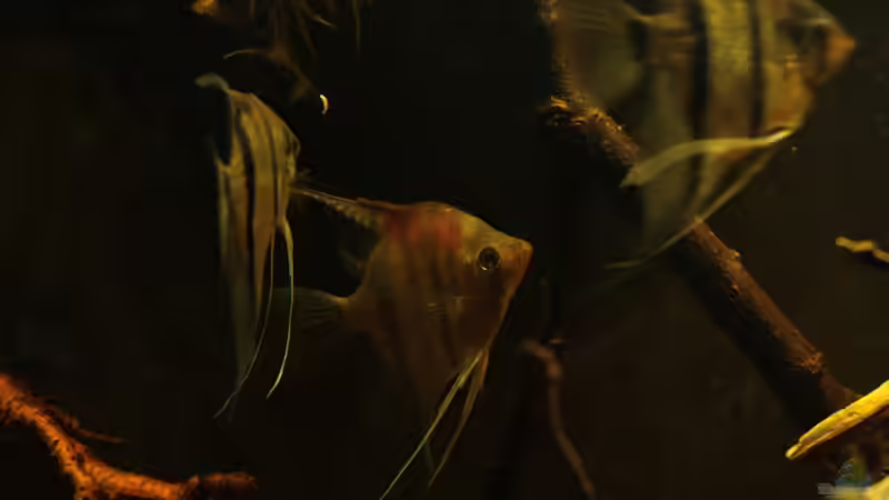 Besatz im Aquarium Rio Sowieso von Julien Preuß (10)