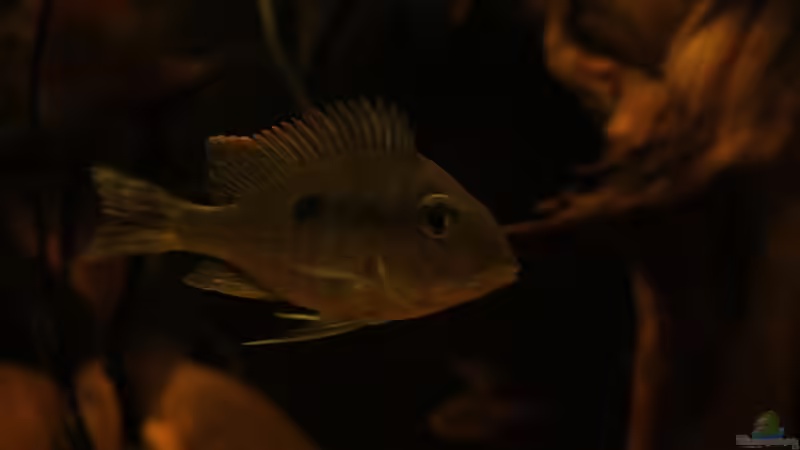 Besatz im Aquarium Rio Sowieso von Julien Preuß (11)