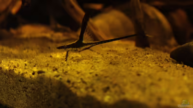 Besatz im Aquarium Rio Sowieso von Julien Preuß (12)