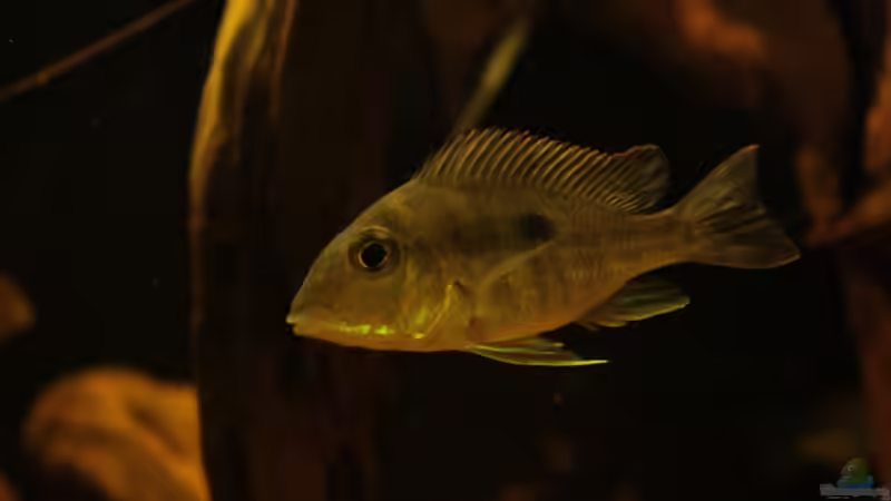 Besatz im Aquarium Rio Sowieso von Julien Preuß (13)