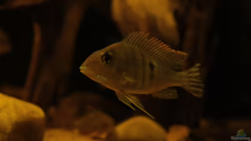 Besatz im Aquarium Rio Sowieso von Julien Preuß (14)