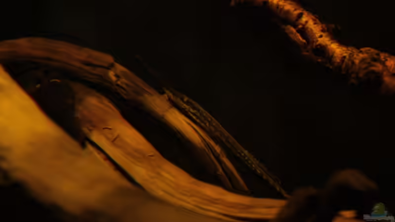 Besatz im Aquarium Rio Sowieso von Julien Preuß (17)