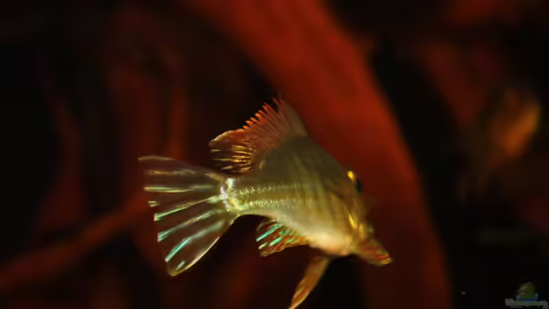 Besatz im Aquarium Rio Sowieso von Julien Preuß (18)