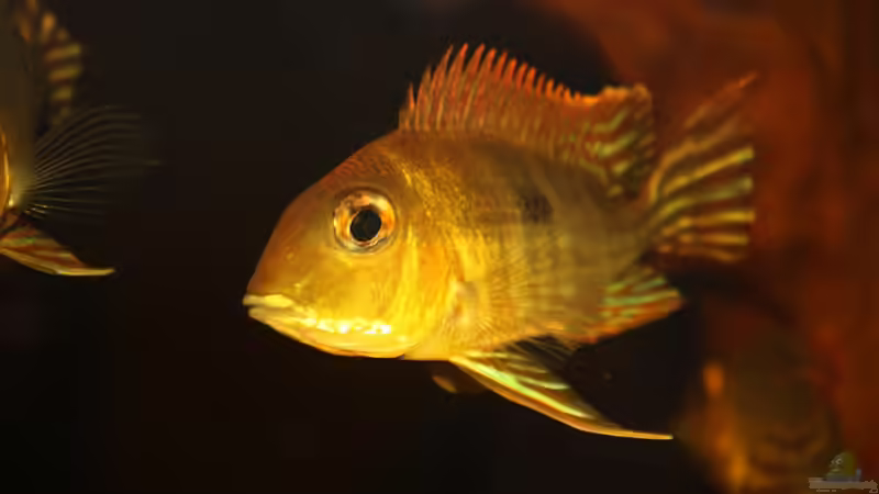 Besatz im Aquarium Rio Sowieso von Julien Preuß (19)