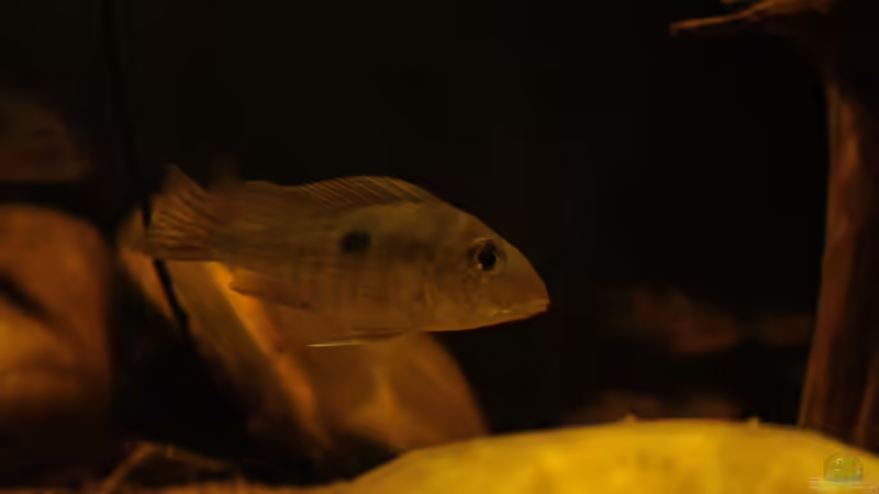 Besatz im Aquarium Rio Sowieso von Julien Preuß (22)