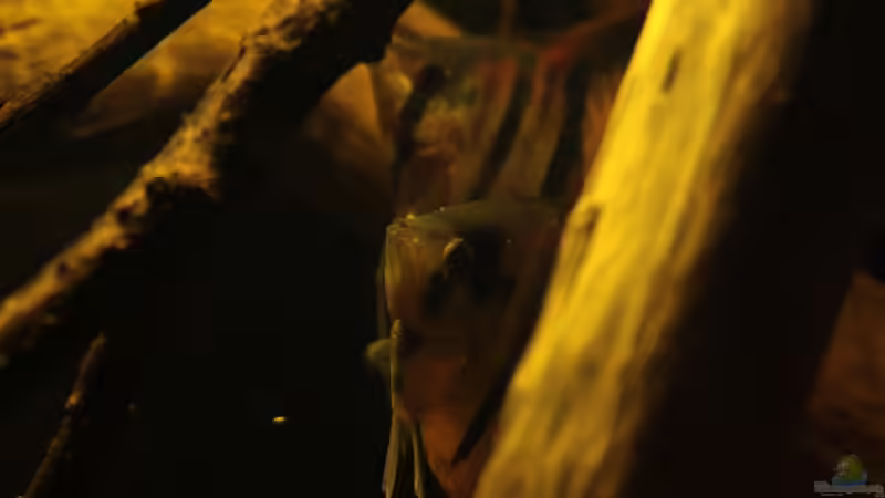 Besatz im Aquarium Rio Sowieso von Julien Preuß (23)