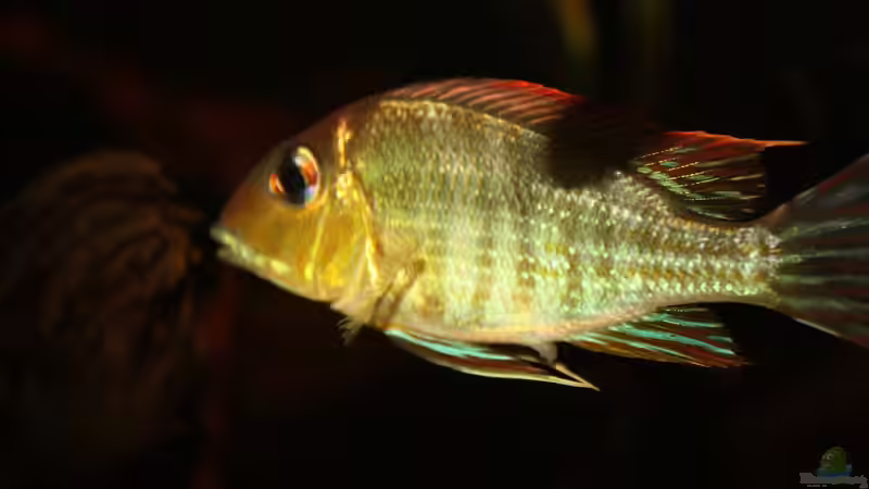 Besatz im Aquarium Rio Sowieso von Julien Preuß (24)