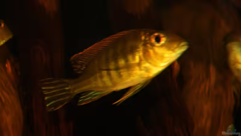 Besatz im Aquarium Rio Sowieso von Julien Preuß (25)