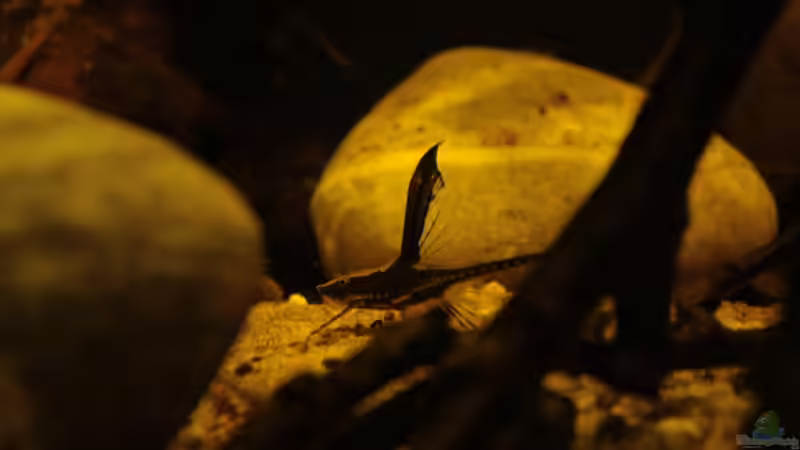 Besatz im Aquarium Rio Sowieso von Julien Preuß (26)