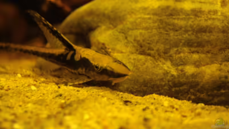 Besatz im Aquarium Rio Sowieso von Julien Preuß (27)