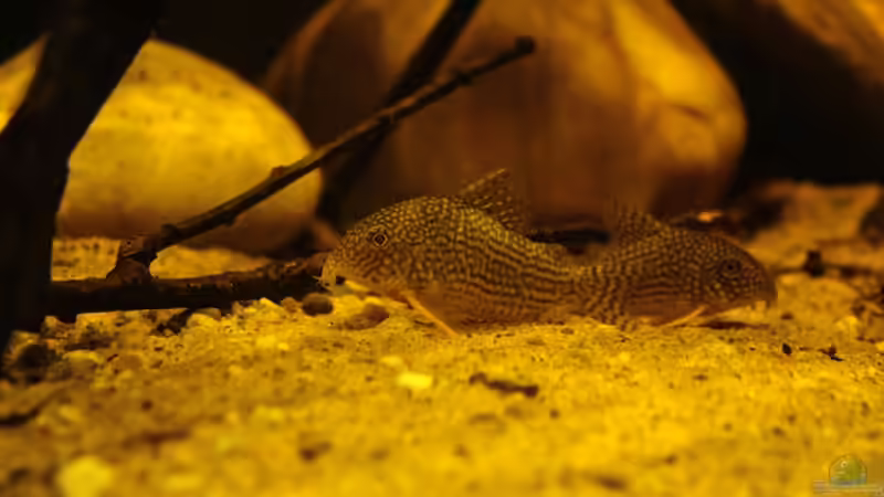 Besatz im Aquarium Rio Sowieso von Julien Preuß (28)