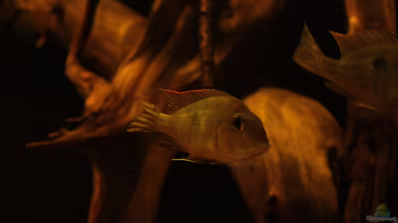 Besatz im Aquarium Rio Sowieso von Julien Preuß (29)