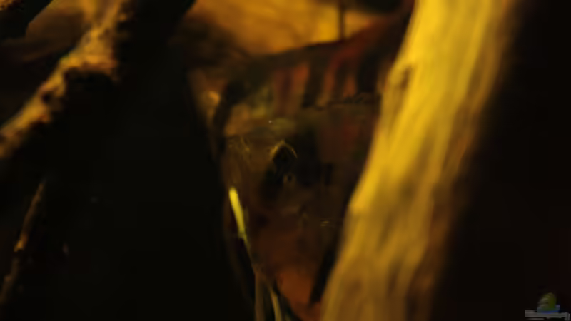 Besatz im Aquarium Rio Sowieso von Julien Preuß (30)