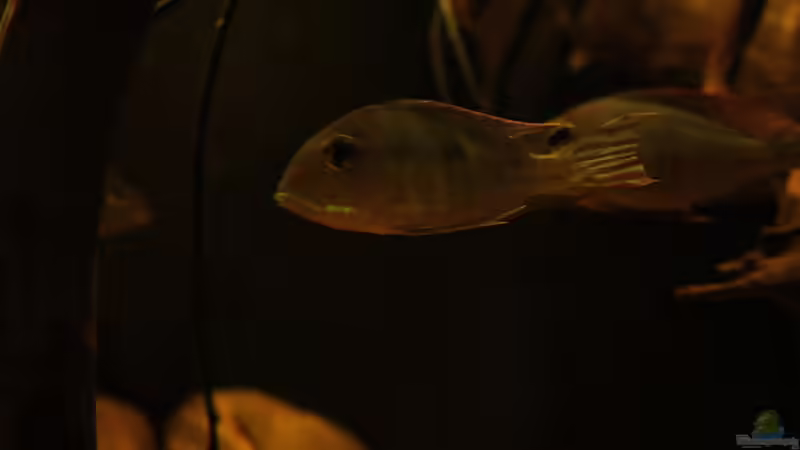 Besatz im Aquarium Rio Sowieso von Julien Preuß (8)