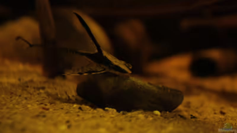 Besatz im Aquarium Rio Sowieso von Julien Preuß (9)